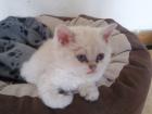 Flubber und Furby