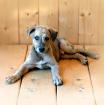 Traumhaft schoene sanfte Welpen/ Familienhunde Koolie x Whippet