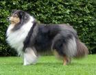 Wir erwarten Collie-Welpen