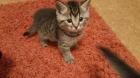 . Bengal Kitten in wunderschönen