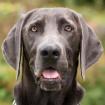 JOE FRITZ - Weimeraner - 2 Jahre - Tierhilfe-Franken e. V.