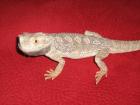 Bartagame Männlich 2 1/2 Jahre ca. 45 cm