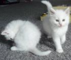 4 Schmusig freche MAINE COON Kitten