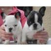 Französische Bulldogge Welpen Rüde Hündin