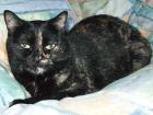 Liebe Schildpattkatze Lea - ausgeliebt.
