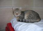 Ojitos schüchterner aber lieber Tigerkater