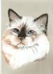 Katzenportraits nach Foto