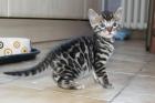 Menschenbezogene prächtige Bengal Kitten - aus seriöser Zucht