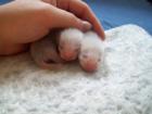 Mama mit Frettchen Babys sucht dringend zuhause