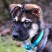 DAVIDOFF - Husky-Schäfer-Mix - 10 Wochen - Tierhilfe-Franken e. V.
