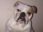 Englische bulldogge Hündin geb. 15. 01. 2022