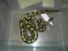 Python regius 2. 2 adult