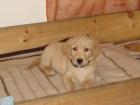 Blonde Schönheit sucht ein neues zuhause