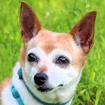 HEXILEIN - Chihuahua - 12 Jahre - Tierhilfe-Franken e. V.