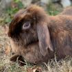 MOLLY - Zwergwidderchen - 2 Jahre 5 Monate - Tierhilfe-Franken e. V.