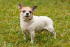 OPI RONNY - Chihuahua - 13 5 Jahre - Tierhilfe-Franken e. V.
