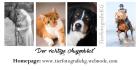 Tierfotografie Fotoshooting Tierfotografin Fotos Pferde Hunde Katzen Wage
