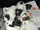 Jack-Russel Welpe