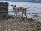 Robby sucht ein neues Zuhause