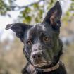 CONI - Mischling - 4 Jahre - Tierhilfe - Franken e. V.
