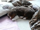 MINI Australian Shepherd Welpen