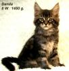 Wir haben Maine Coon Kitten