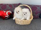 Zwergspitz Pomeranian Hündin reinrassig mit Ahnentafel weiß / creme-weiß