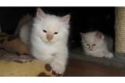 RAGDOLL-HEILIGE BIRMA-KATERCHEN suchen neue Dosenöffner