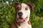 LOTTI - Cane Corso-Mix - 4 Jahre - Tierhilfe-Franken e. V.