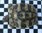 Landschildkrötenbabys