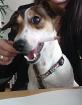 Jack Russell Deckrüde