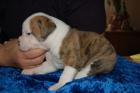 American Bulldog Amerikanische Bulldogge Welpen