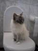 Suche HL Birma Deckkater ohne Papiere