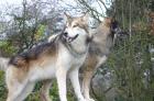 Amerikanische Wolfshunde