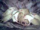 Rattenbabys in Siam Triam und Velveteen