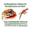 Junge Großkopfgeckos Paroedura picta