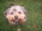 Yorkie Rüde sucht ein neues zuhause