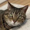 FINDUS - europäische Kurzhaar - 11 Jahre - Tierhilfe-Franken e. V.
