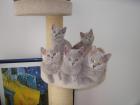 Süsse BKH Kitten in lilac mit Papieren