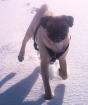 Suche Mops Französische Bulldogge Boston Terrier oder Englische Bulldogge