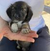 Enya sucht ein passendes Zuhause