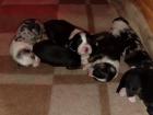 Nur noch 4 blacktri Hündinnen 1 blue merle Rüde geb. 06. 05.