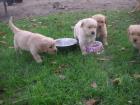 Süße dunkle Golden Retriever Welpen suchen ein neues Zuhause