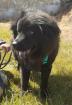 Hope unser Notfellchen