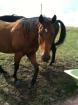 Biete RB auf QH Stute