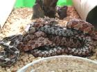 Kornnatter - Pantherophis guttatus