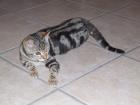 Bengalkitten im KÖNIGSleopardenLOOK - abgabebereit