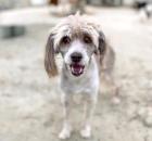 Narani sucht ein passendes Zuhause