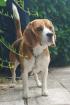 CHICOLINO - Help - Beagle - 7 Jahre - Tierhilfe-Franken e. V.