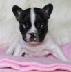 Französische Bulldogge Welpen sind umzugsbereit